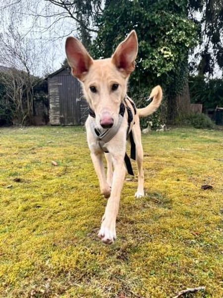 BARNEY  sucht sein Für-immer-Zuhause