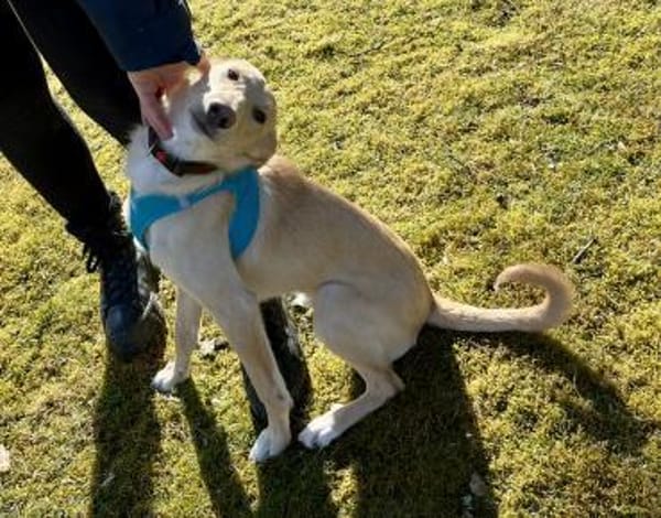 BARNEY  sucht sein Für-immer-Zuhause