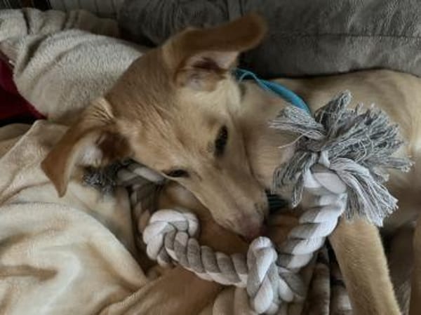 BARNEY  sucht sein Für-immer-Zuhause