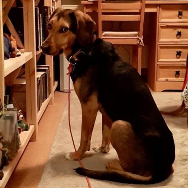 Hanni - sucht ihre Familie