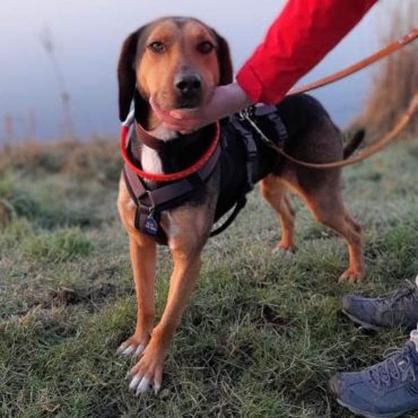 Hanni - sucht ihre Familie