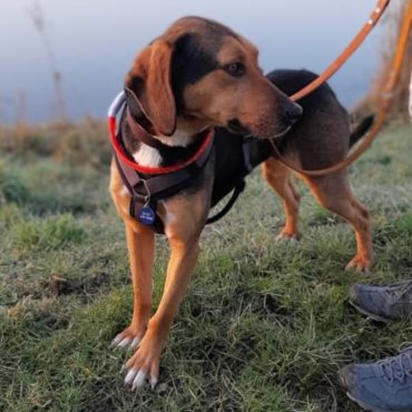 Hanni - sucht ihre Familie