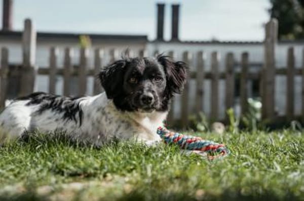 Anton Kokonimix Rüde 8 Monate in 41751