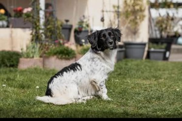 Anton Kokonimix Rüde 8 Monate in 41751