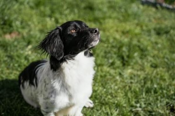 Anton Kokonimix Rüde 8 Monate in 41751