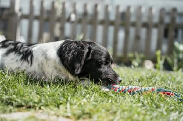 Anton Kokonimix Rüde 8 Monate in 41751