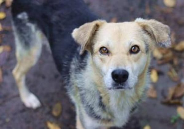 HILDE 2 ist eine Traumhündin