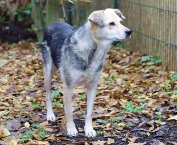 HILDE 2 ist eine Traumhündin