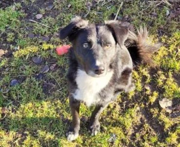 FELIX sucht seine Menschen