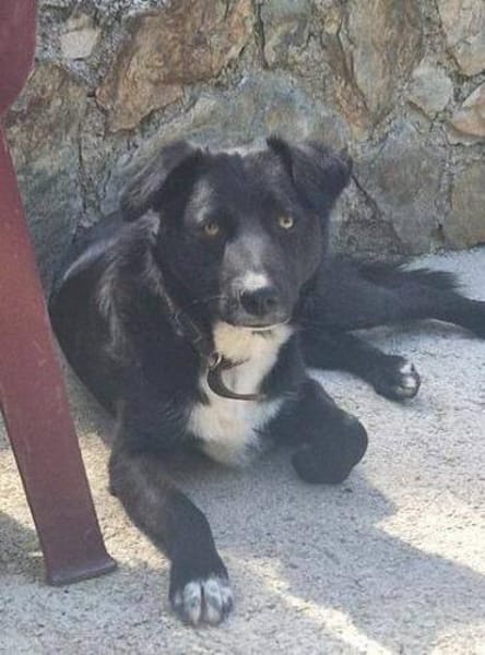 FELIX sucht seine Menschen