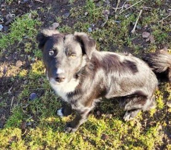 FELIX sucht seine Menschen