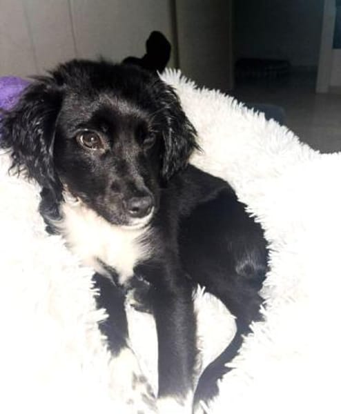 Daisy Mix Hündin 6 Monate alt in 78166