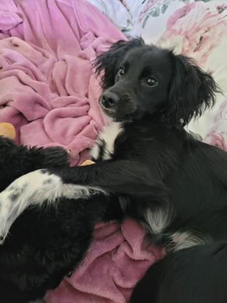 Daisy Mix Hündin 6 Monate alt in 78166