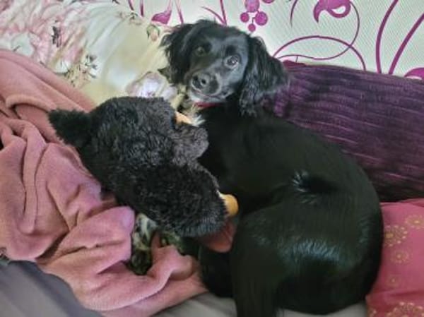 Daisy Mix Hündin 6 Monate alt in 78166