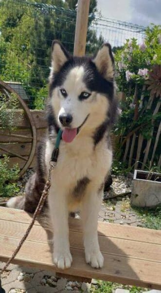 FELIX 2 ist liebenswert und freundlich