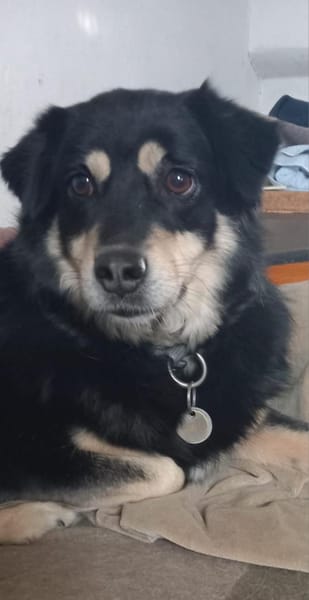 Gesine verlor ihr Heim durch Tod