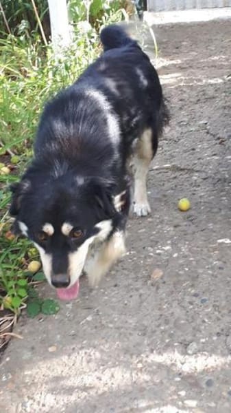 Gesine verlor ihr Heim durch Tod