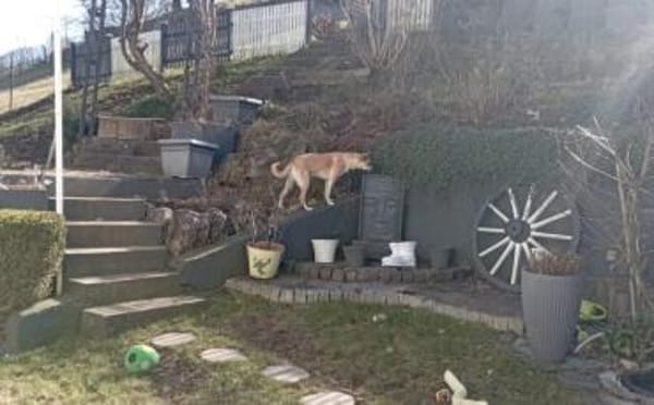 Aluna (jetzt Luna) sucht ein Zuhause