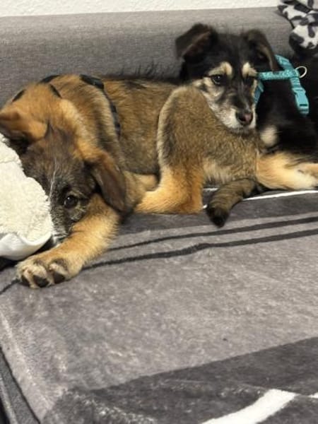 3 hübsche Mischlingswelpen