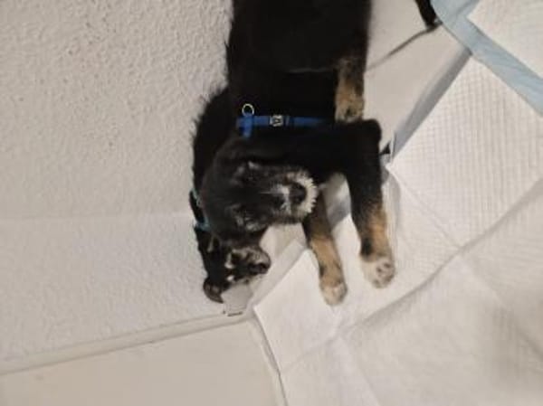 3 hübsche Mischlingswelpen