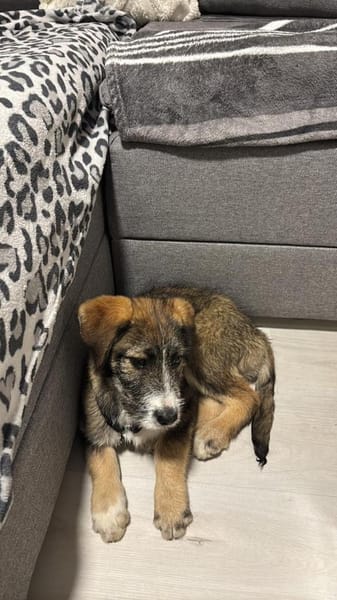 3 hübsche Mischlingswelpen