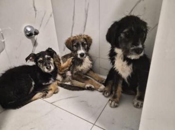 3 hübsche Mischlingswelpen