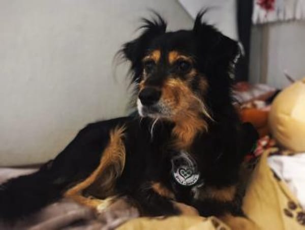 Astor sucht seine Menschen...