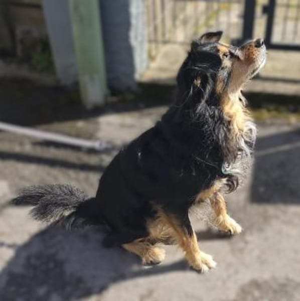 Astor sucht seine Menschen...