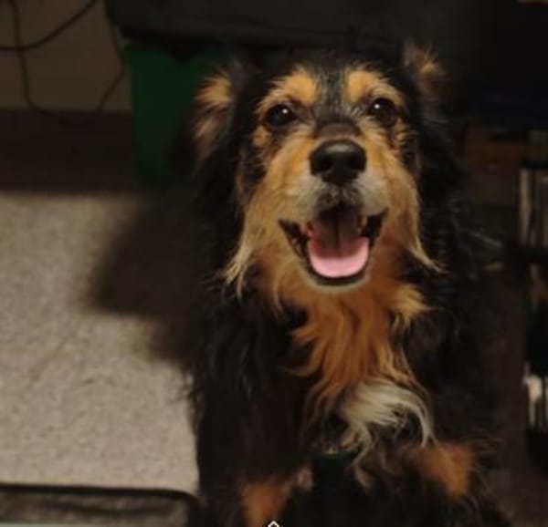 Astor sucht seine Menschen...