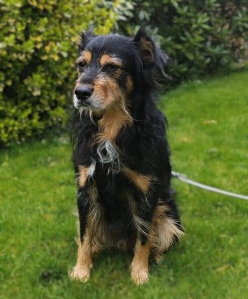 Astor sucht seine Menschen...