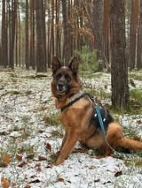 Mila sucht ihre Menschen 💕🐾💕