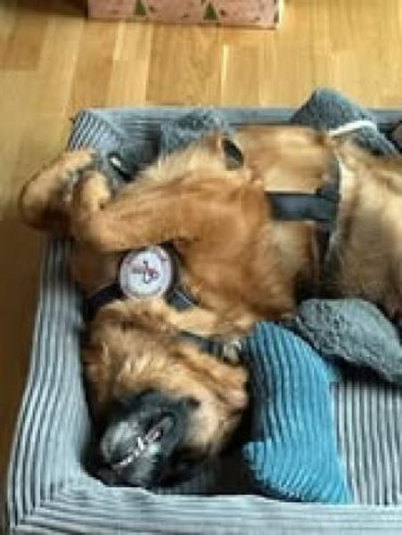 Mila sucht ihre Menschen 💕🐾💕