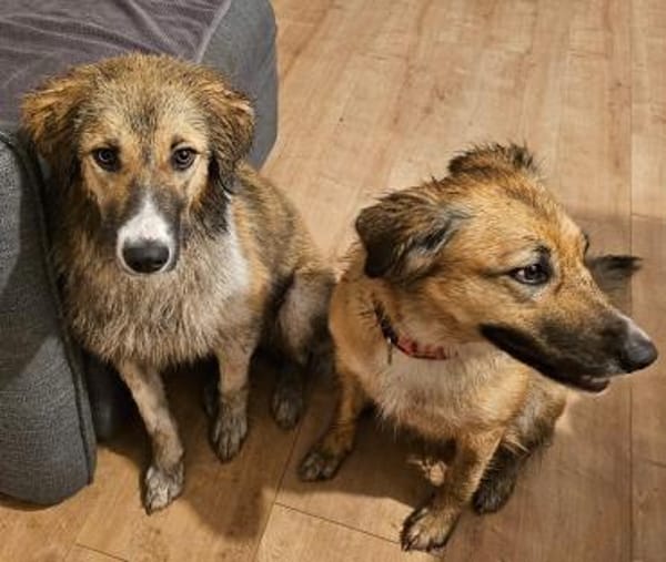 Wilma❤& Pepples suchen eine Endstelle