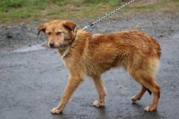 Tintin - kinderlieber Jungrüde