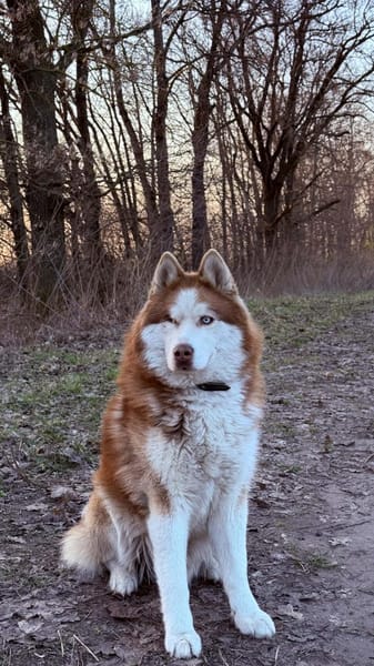 🐾 Rudik sucht sein Für-immer-Zuhause 🐾