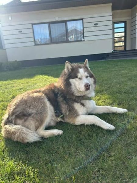 🐾 Rudik sucht sein Für-immer-Zuhause 🐾