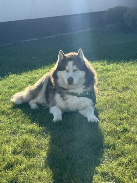 🐾 Rudik sucht sein Für-immer-Zuhause 🐾