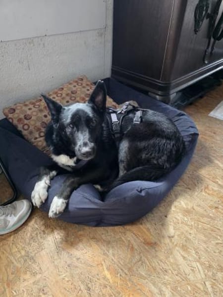 Zara sucht ihre Familie