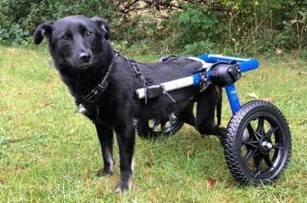 Martha❤derzeit in 56291 Hausbay