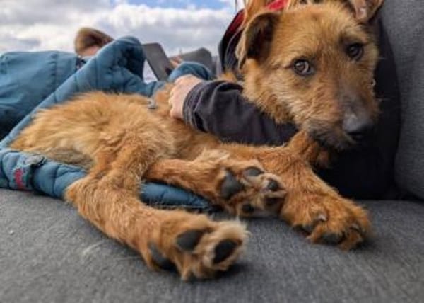 BILBO ist ein fröhliches Kerlchen