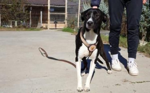 Cellie sucht ein ländliches Zuhause