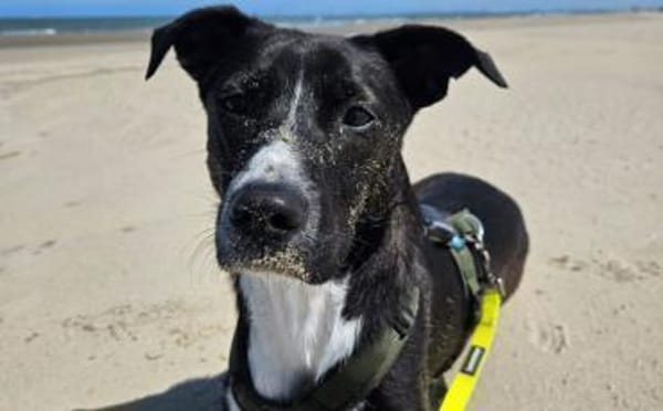 Cellie sucht ein ländliches Zuhause