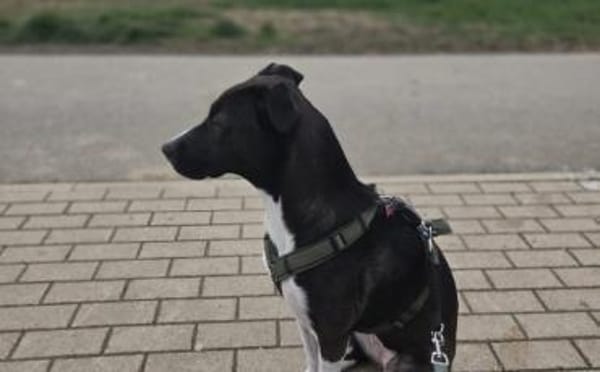 Cellie sucht ein ländliches Zuhause