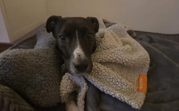 Cellie sucht ein ländliches Zuhause