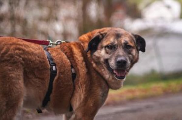 Sammi: Mischung aus Stärke und Sanftheit