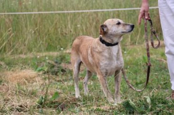Mignon - liebenswerter, ruhiger Rüde