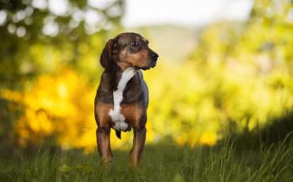 Unsere tapfere Straßenhündin Mayra