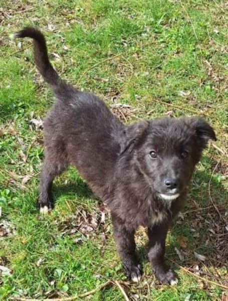 SOLON -rundum tolles Hundekind-