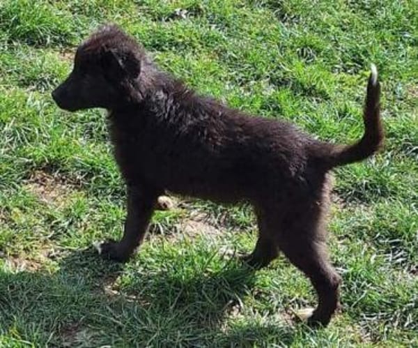 SOLON -rundum tolles Hundekind-