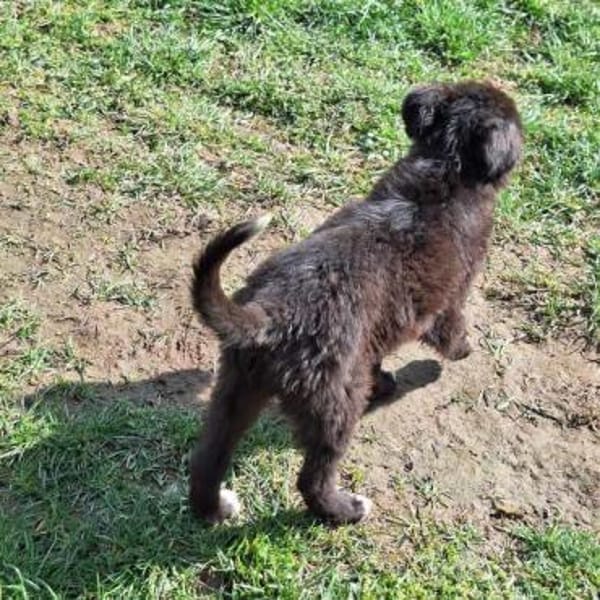 SOLON -rundum tolles Hundekind-